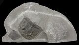 Eurypterus (Sea Scorpion) Head - New York #68096-1